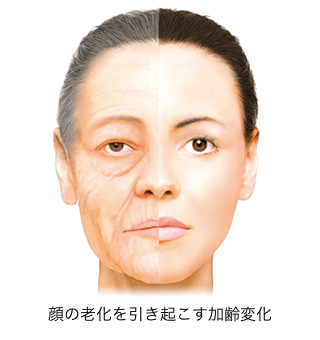 顔の老化を引き起こす加齢変化